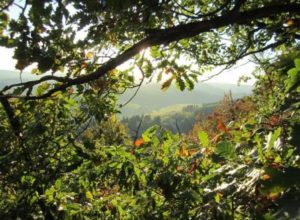 Herbstbilder Fotografie