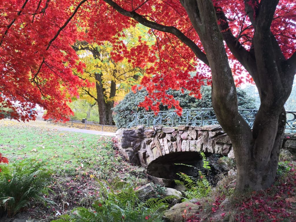 Herbstimpressionen N.Köller