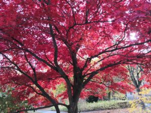 Herbstimpressionen 2