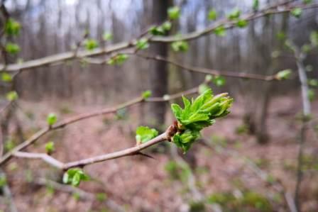 Bilder zum Frühlingsanfang