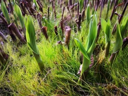 Frühling im Garteb