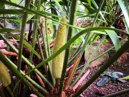 Botanischer Garten Mainz