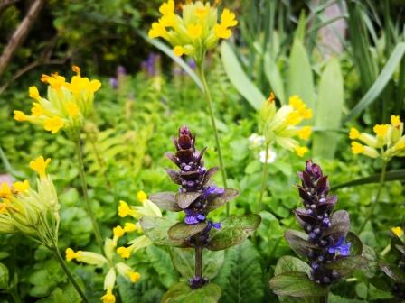 Gartenbilder im April: Günsel