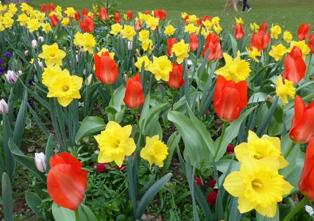 Tulpenmeer