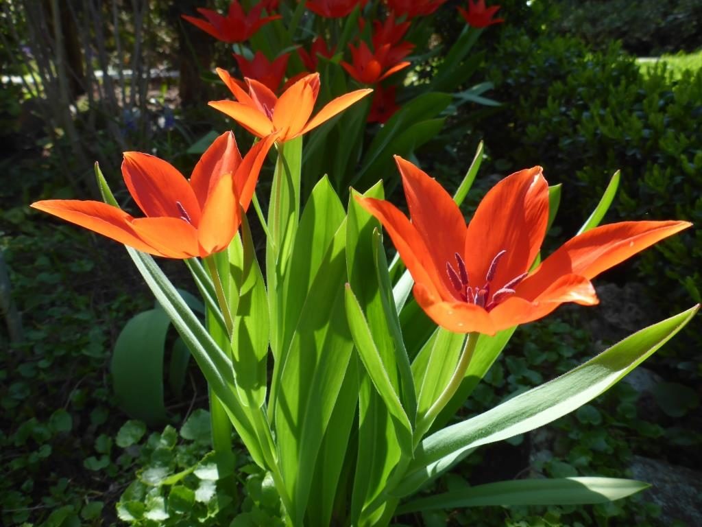 Licht im Garten