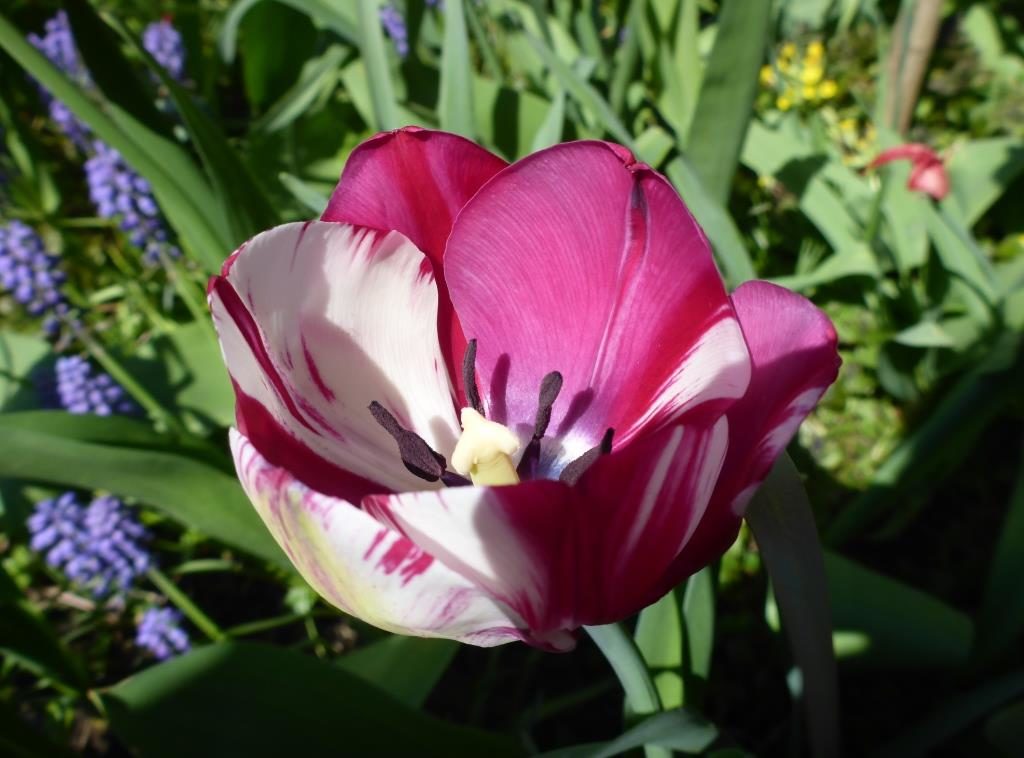 Tulpen im Garten 19