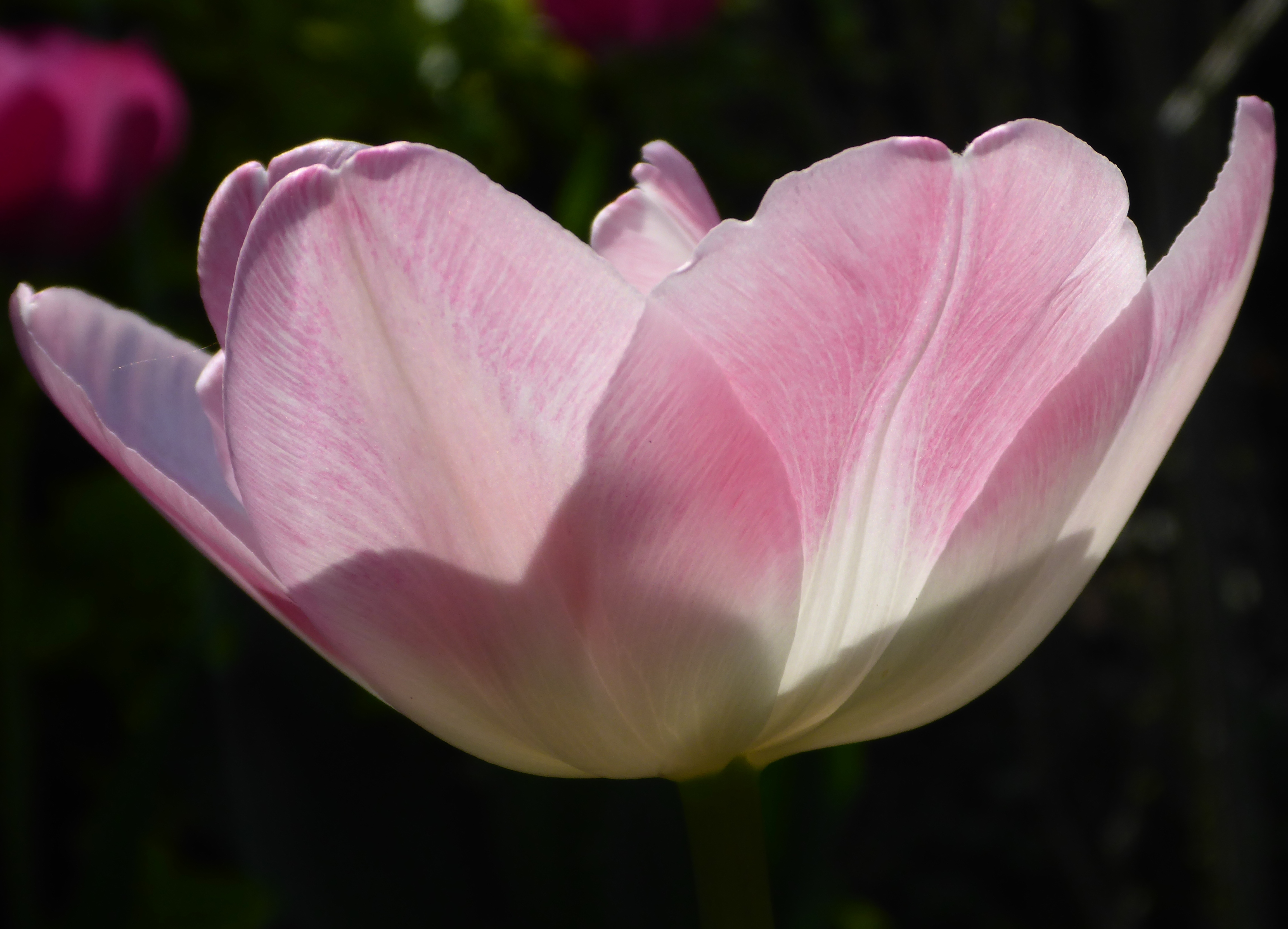 Tulpen im Garten 20