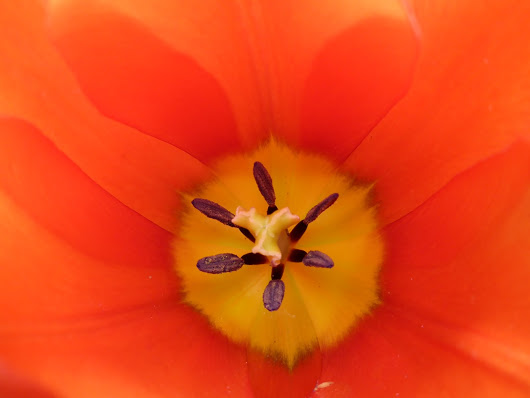 Tulpen im Garten 21