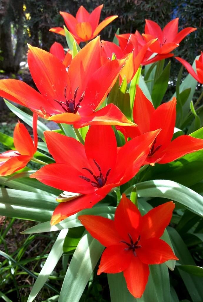 Tulpen im Garten 22