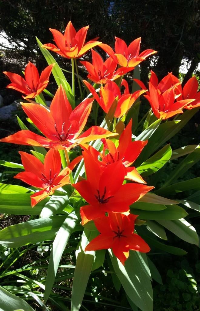 Tulpen im Garten 23