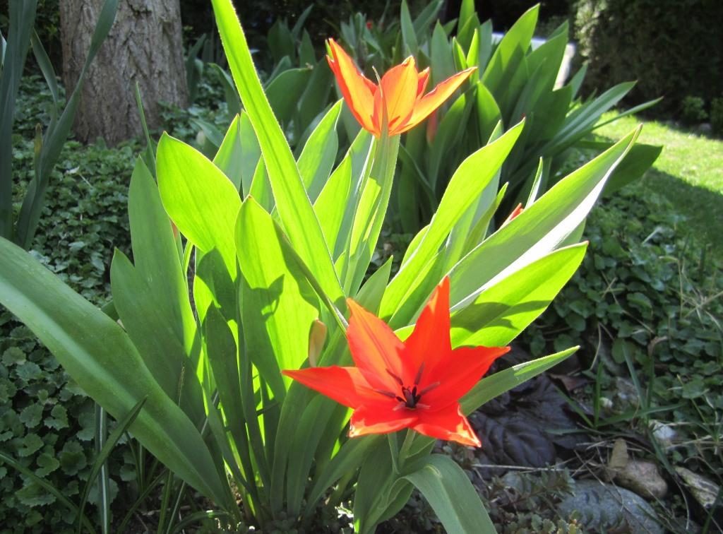 Tulpen im Garten 3