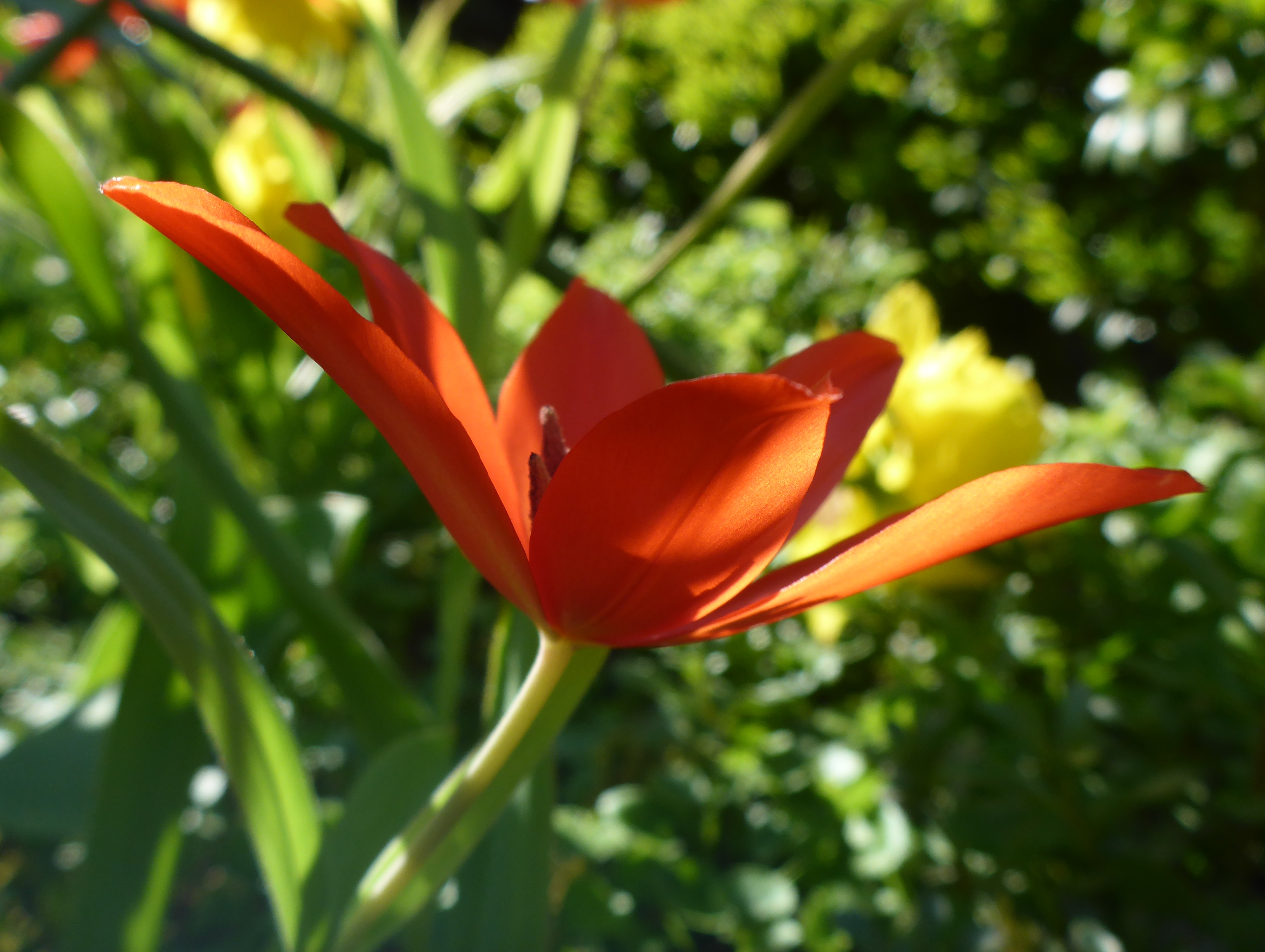 Tulpe