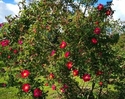 Garten im Mai