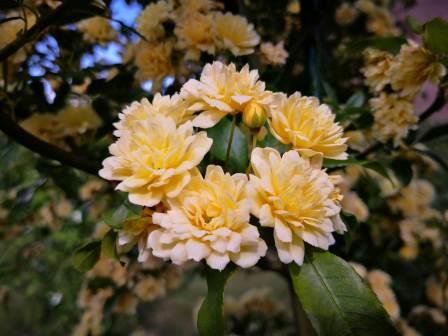 Gartenbilder im Mai