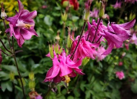 Mai Bilder im Garten