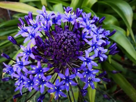 Gartenbilder im Mai. Viele Pflanzen blühen, Bäume