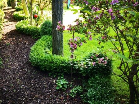 Gartenbilder im Juni: Buchsbaum