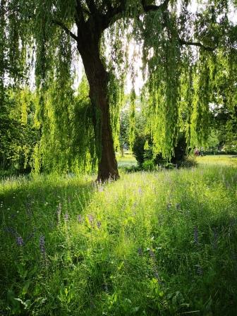 Baum im Garten - Baumschutzsatzung