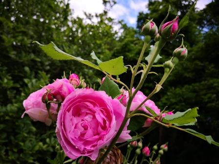 Rosen im Garten 06-19