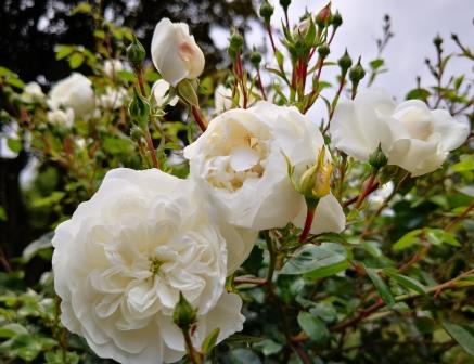 Weiße Rosen