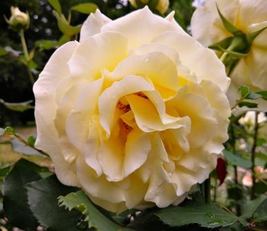 Garten mit Rosen