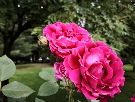 Rosen im Garten 1