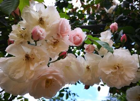 Rosen im Garten 3