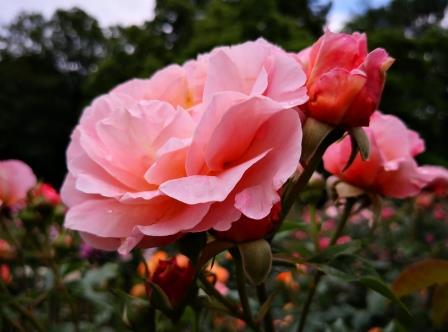 Rosen im Garten 4