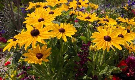 Gartenbilder im Juli 3