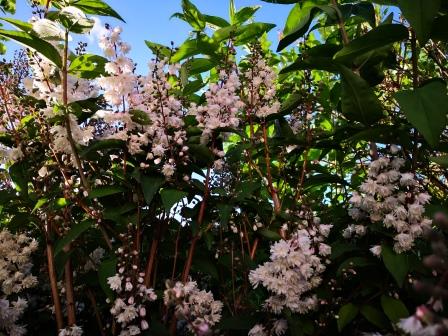 Deutzie im Garten