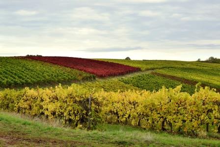 Weinberge im Herbst