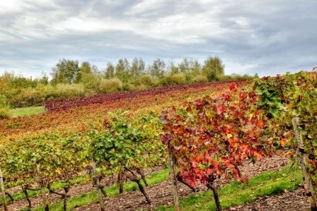 Oktober in den Weinbergen