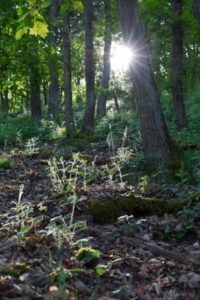 Bodenrichtwert Waldgrundstück