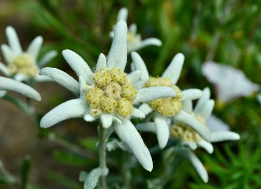 Edelweiss